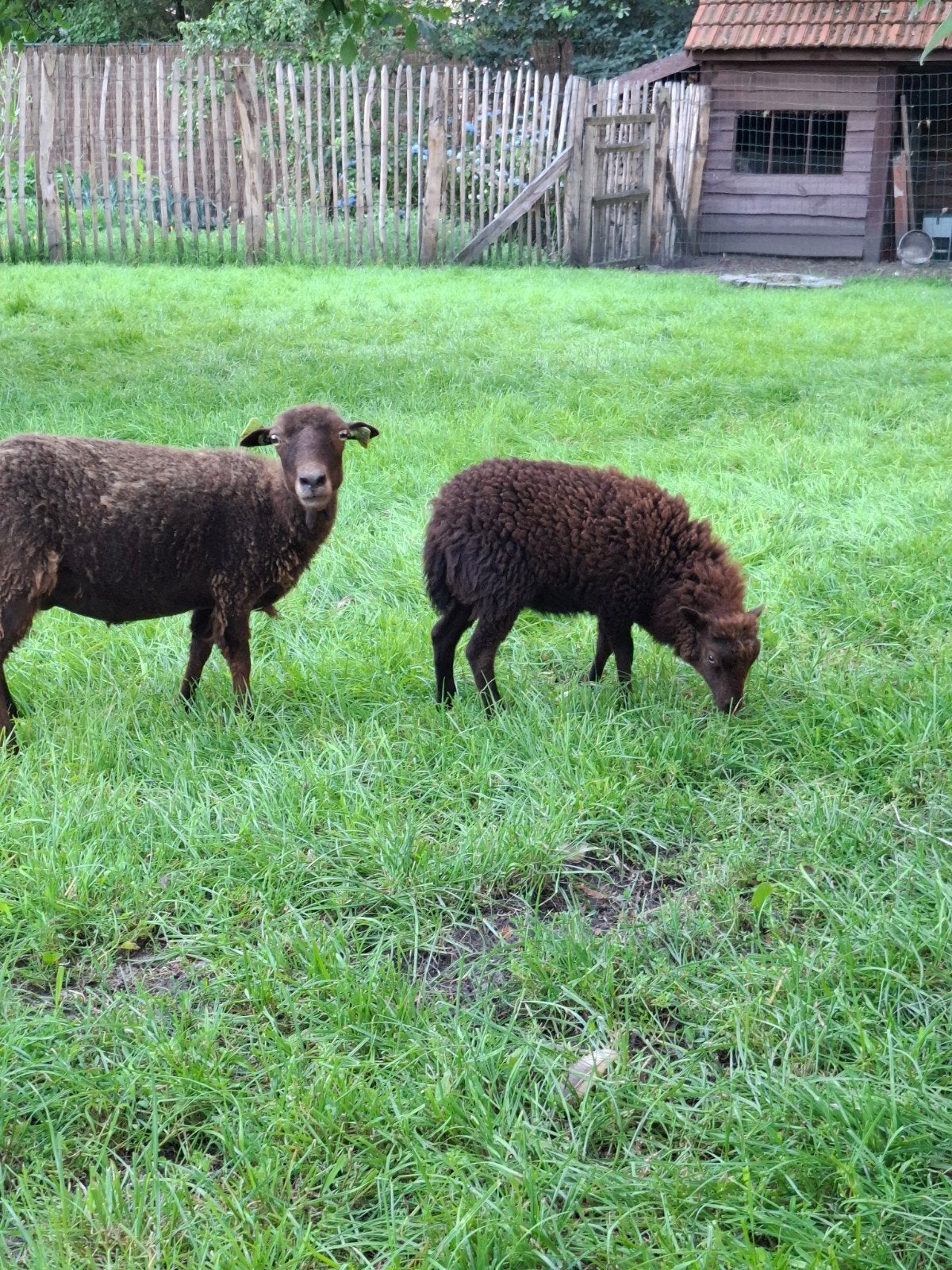 Ouessant schaap en ooilam, Mouton
