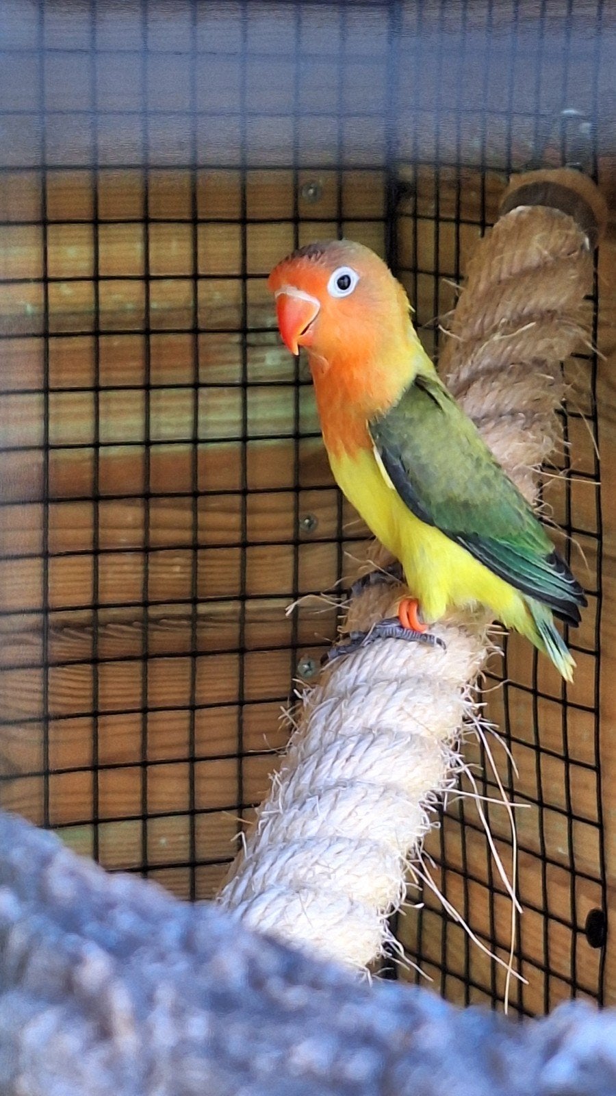 agapornis fischerie, Dieren en Toebehoren, Mannelijk, Dwergpapegaai of Agapornis, Geringd