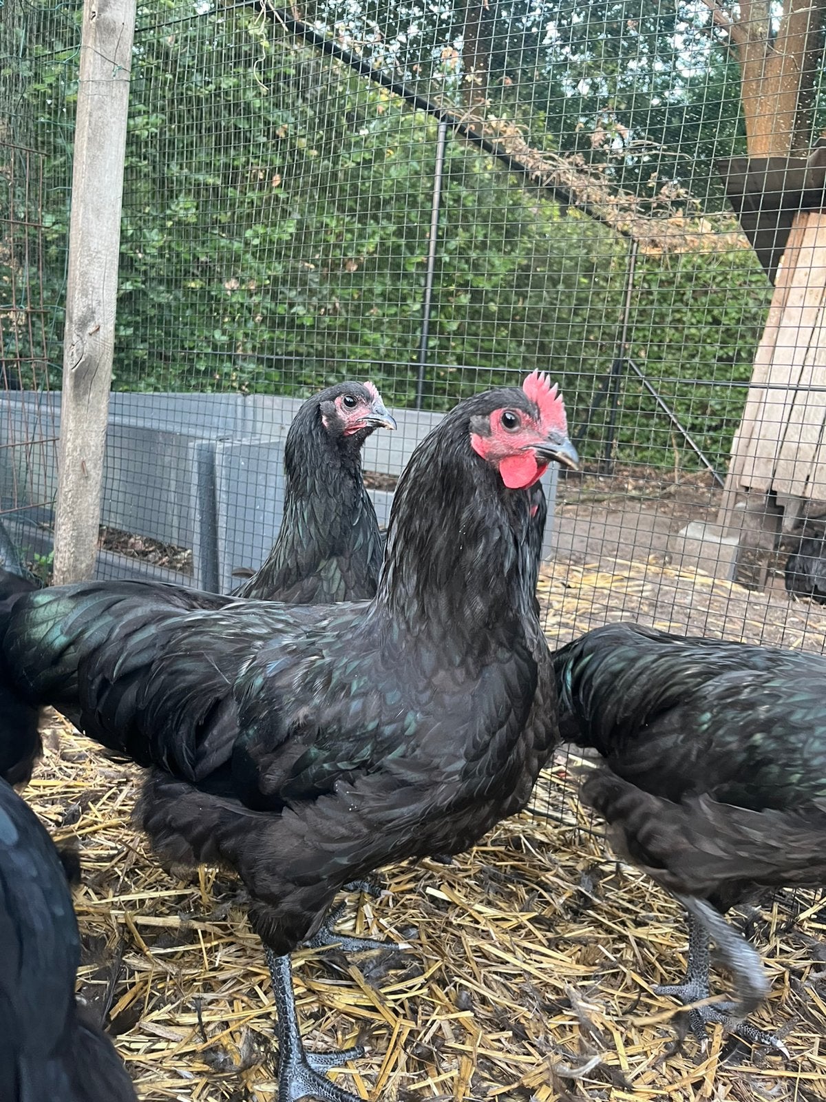 Australorp hanen groothoender, Dieren en Toebehoren, Pluimvee, Kip, Mannelijk