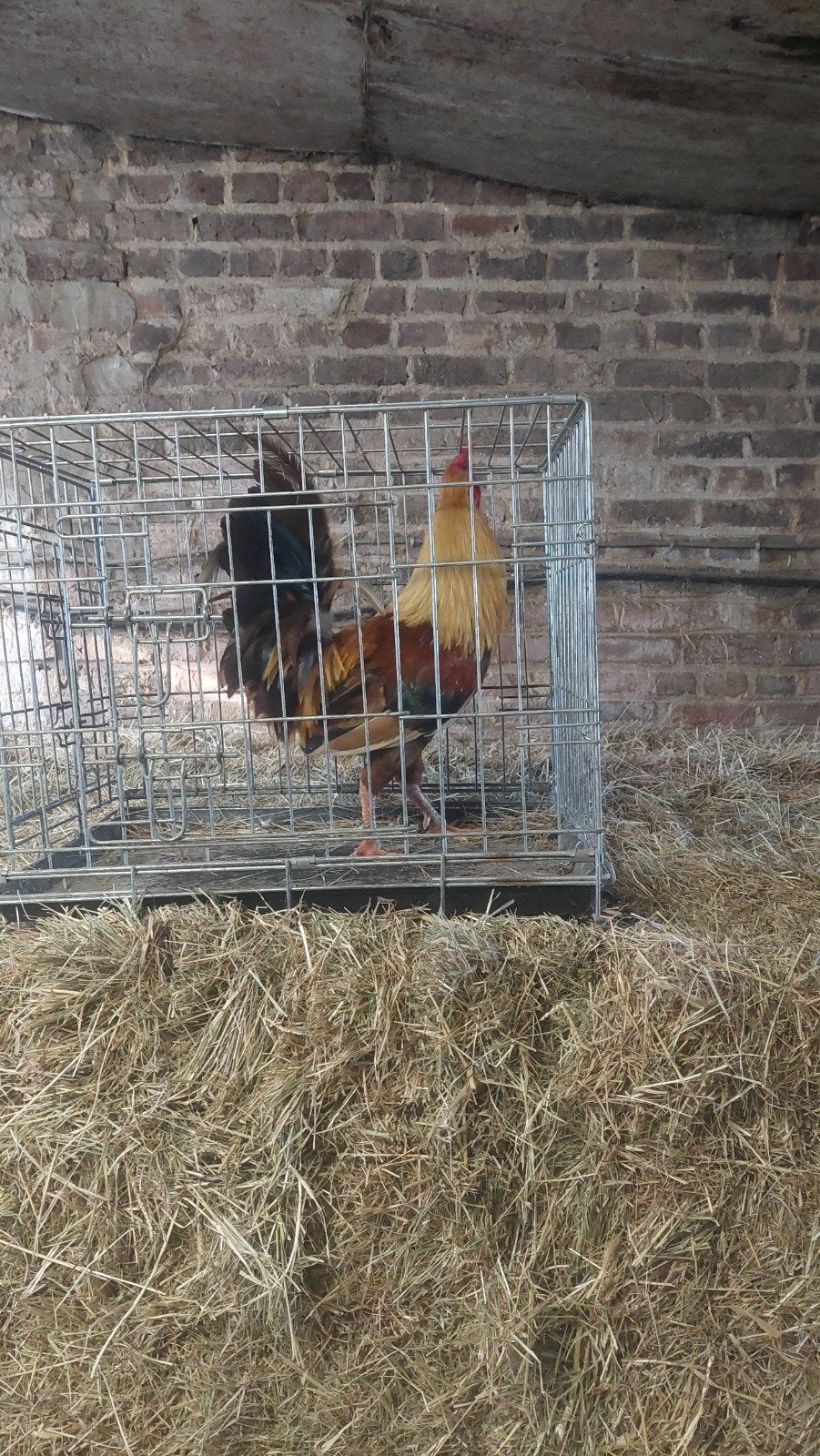 2 jonge hanen groot ras, Mannelijk, Kip