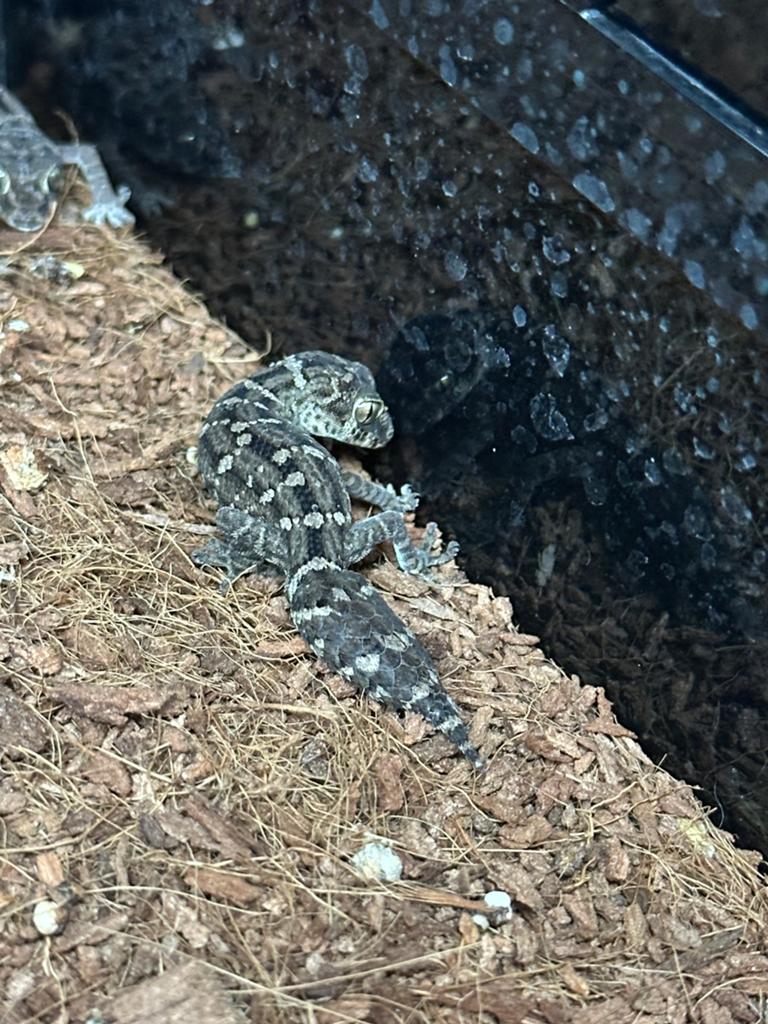 Viper, 0 à 2 ans