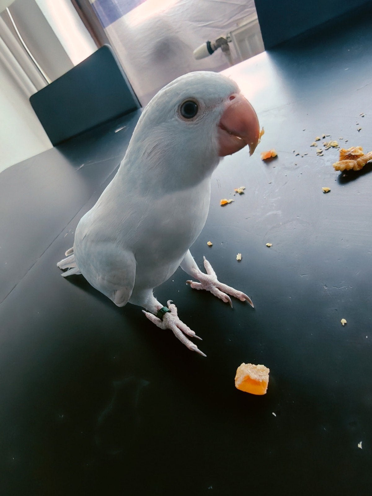 Perruche a collier, Dieren en Toebehoren, Ophalen