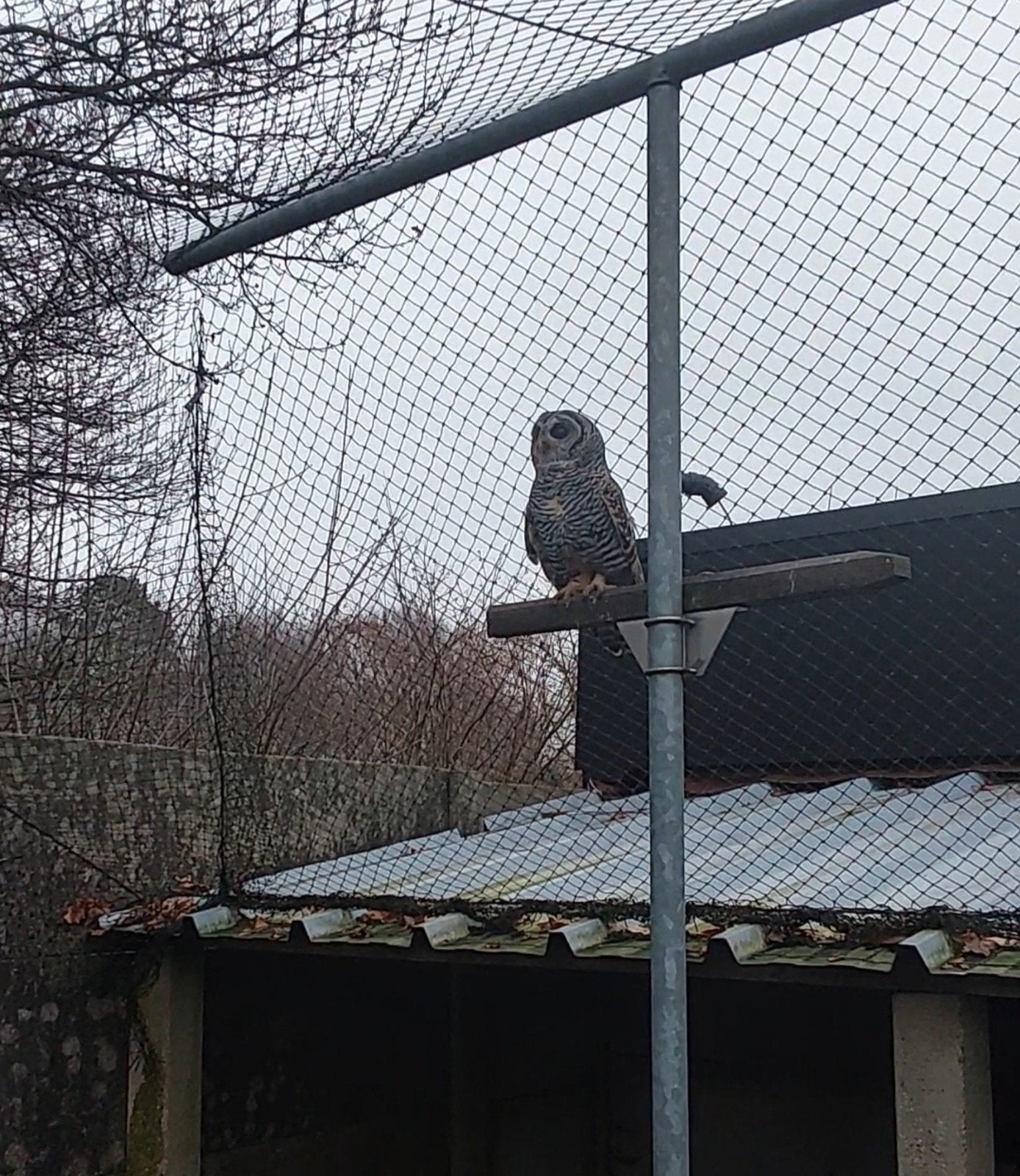 roodpootbosuilen en ransuilen, Dieren en Toebehoren, Meerdere dieren, Roofvogel, Geringd