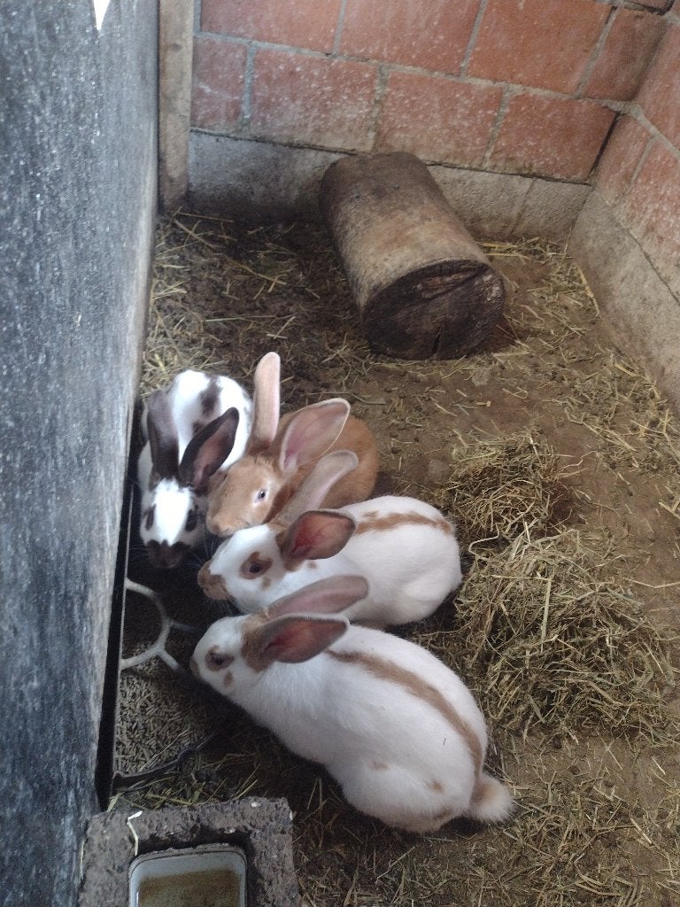 4 konijnjongen, Plusieurs animaux, Grand, 0 à 2 ans