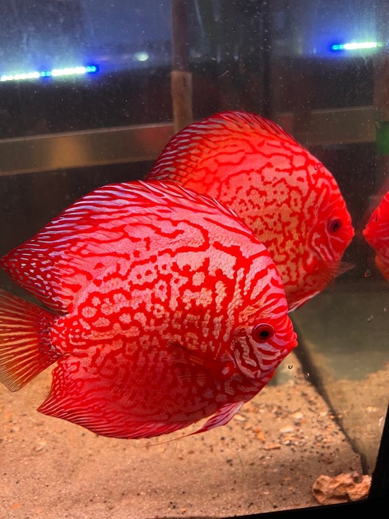Volwassen discus koppel 23 cm, Vis, Zoetwatervis