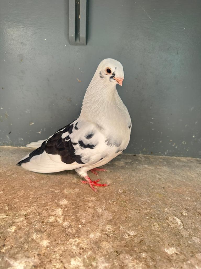 Femelle pigeon canaria, Animaux & Accessoires, Oiseaux | Pigeons, Femelle, Boulant