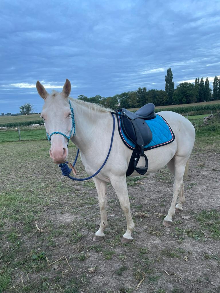 Description, Dieren en Toebehoren, Paarden en Pony's | Overige Paardenspullen, Ophalen, Recreatie