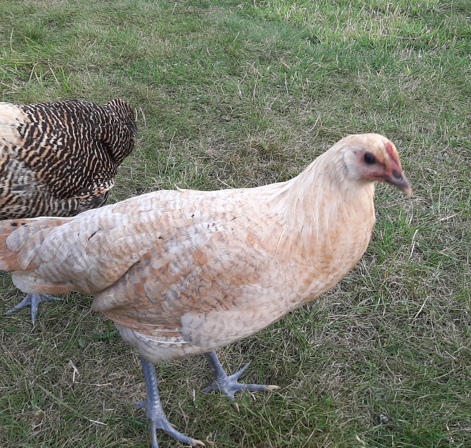 2 brakelhoenders te koop, Vrouwelijk, Kip