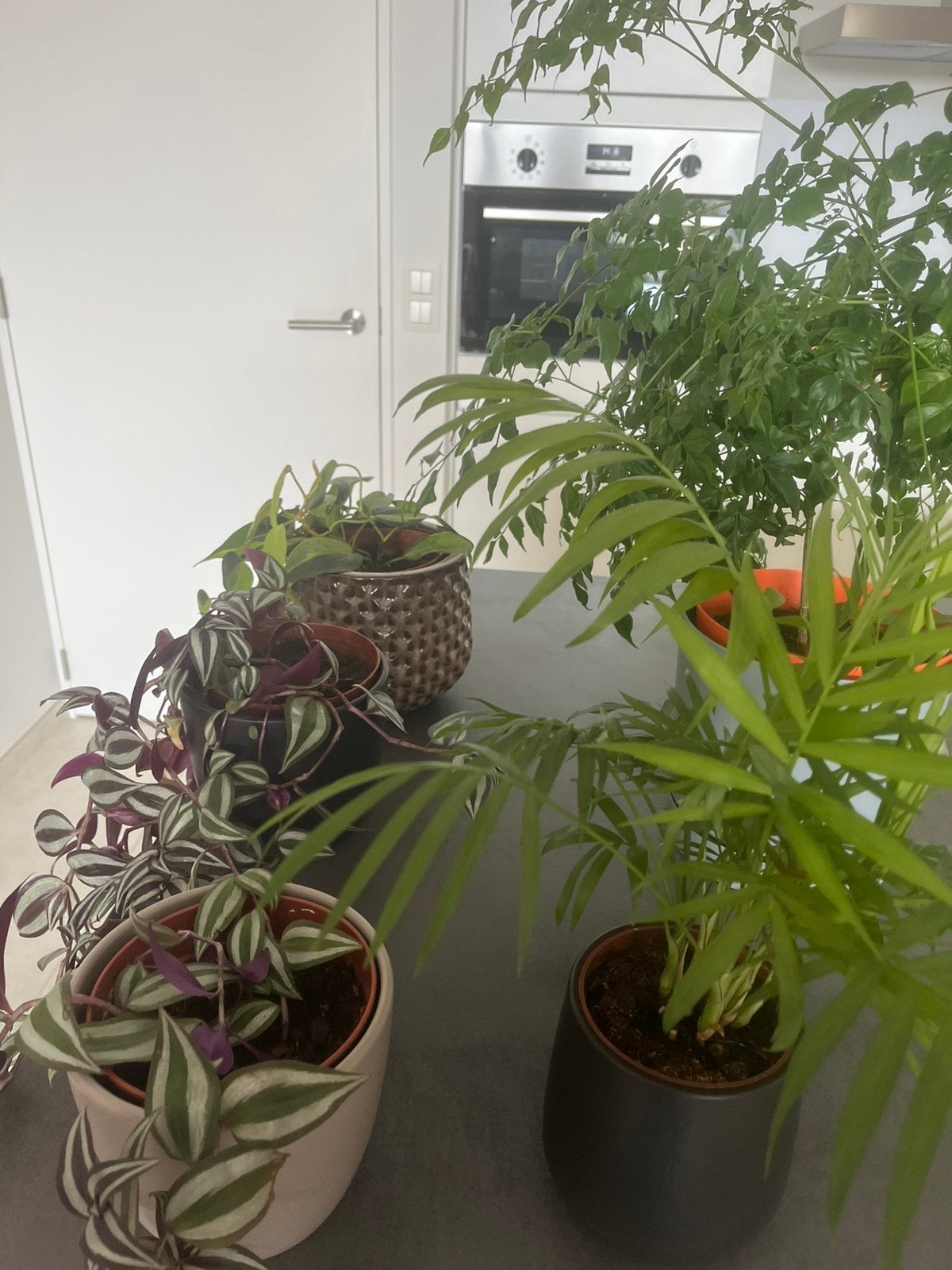 Verschillende plantjes te koop, Ophalen
