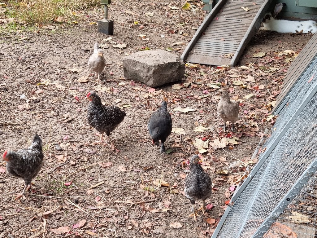 gratis jonge kippen hennen en hanen, regio zelzate, Animaux & Accessoires, Plusieurs animaux, Poule ou poulet