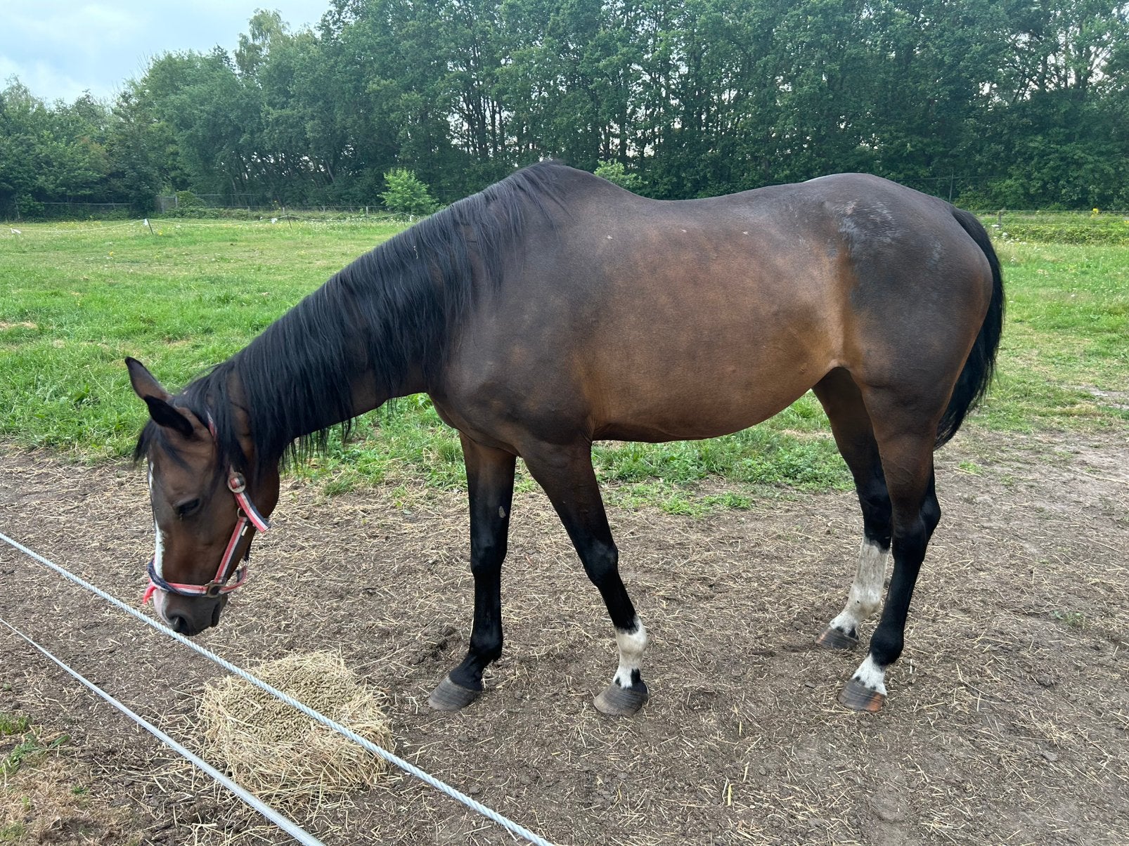 Hele lieve kwpn merrie, Animaux & Accessoires, Chevaux, Jument
