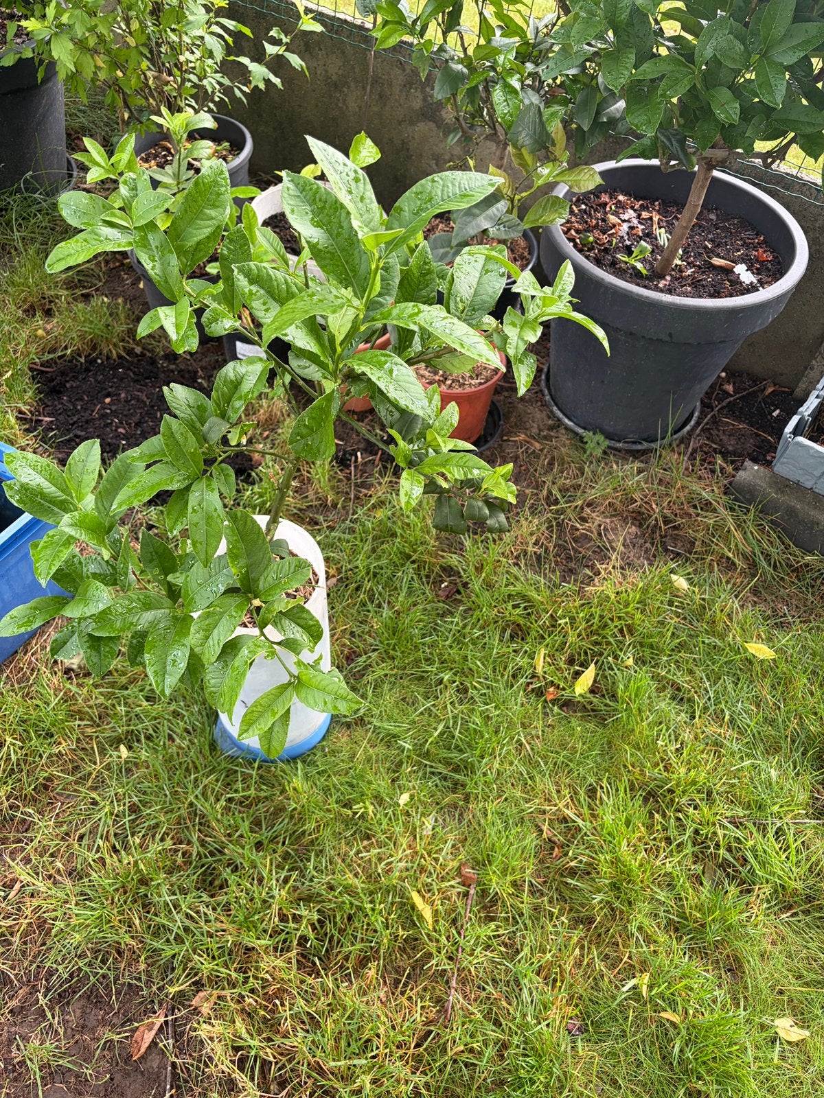 Boudha Hand Citroenplant, Ophalen, Minder dan 100 cm, Volle zon, In pot