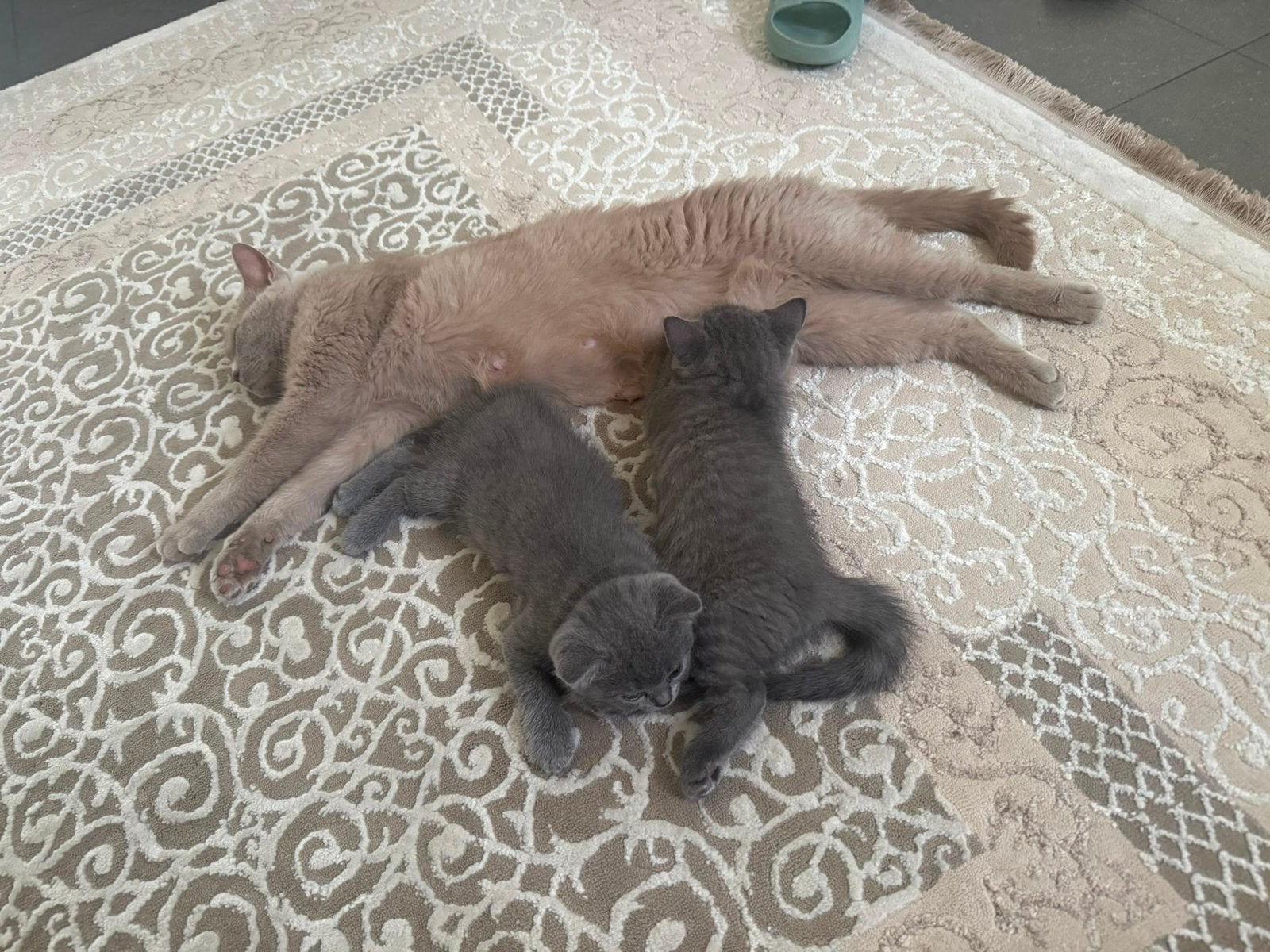 Britse korthaar kitten, Dieren en Toebehoren, Katten en Kittens | Raskatten | Korthaar, Kater
