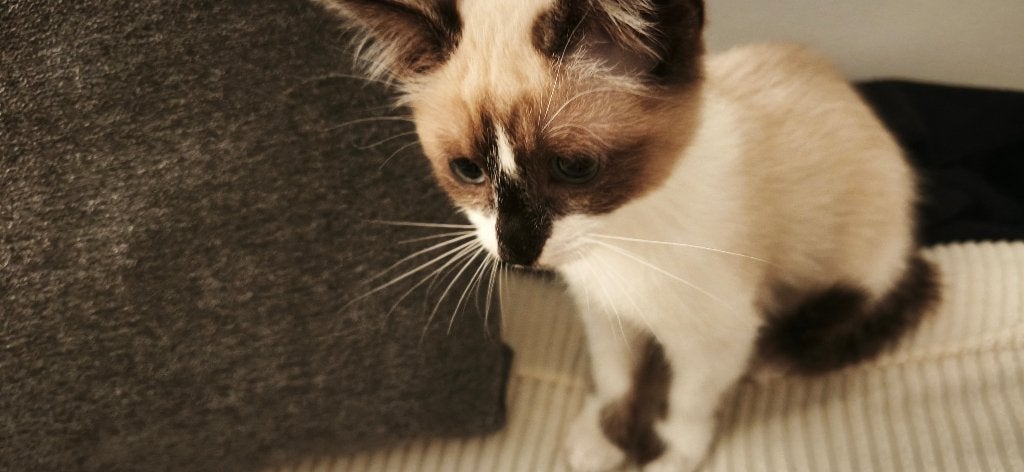 Chaton a donner, Animaux & Accessoires, Chatte ou Chat, 0 à 2 ans