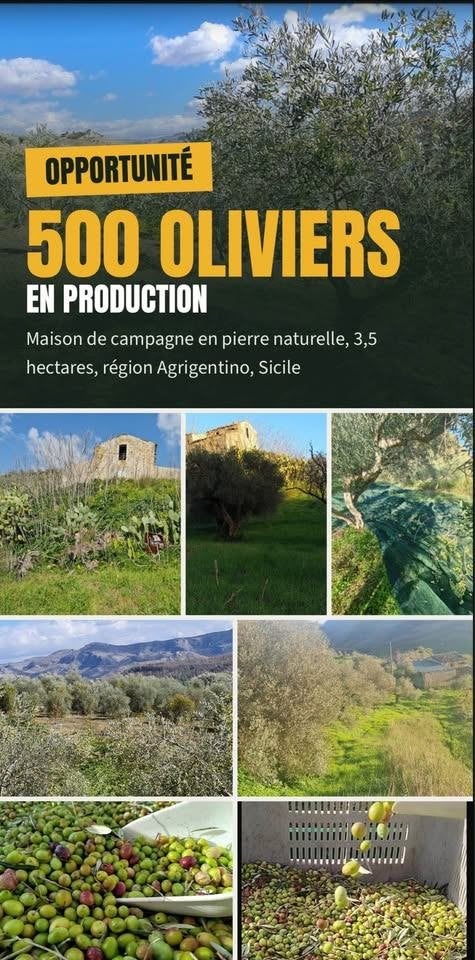 terrain avec oliviers en sicile, Immo, 120 m², Campagne, 4 pièces, Italie