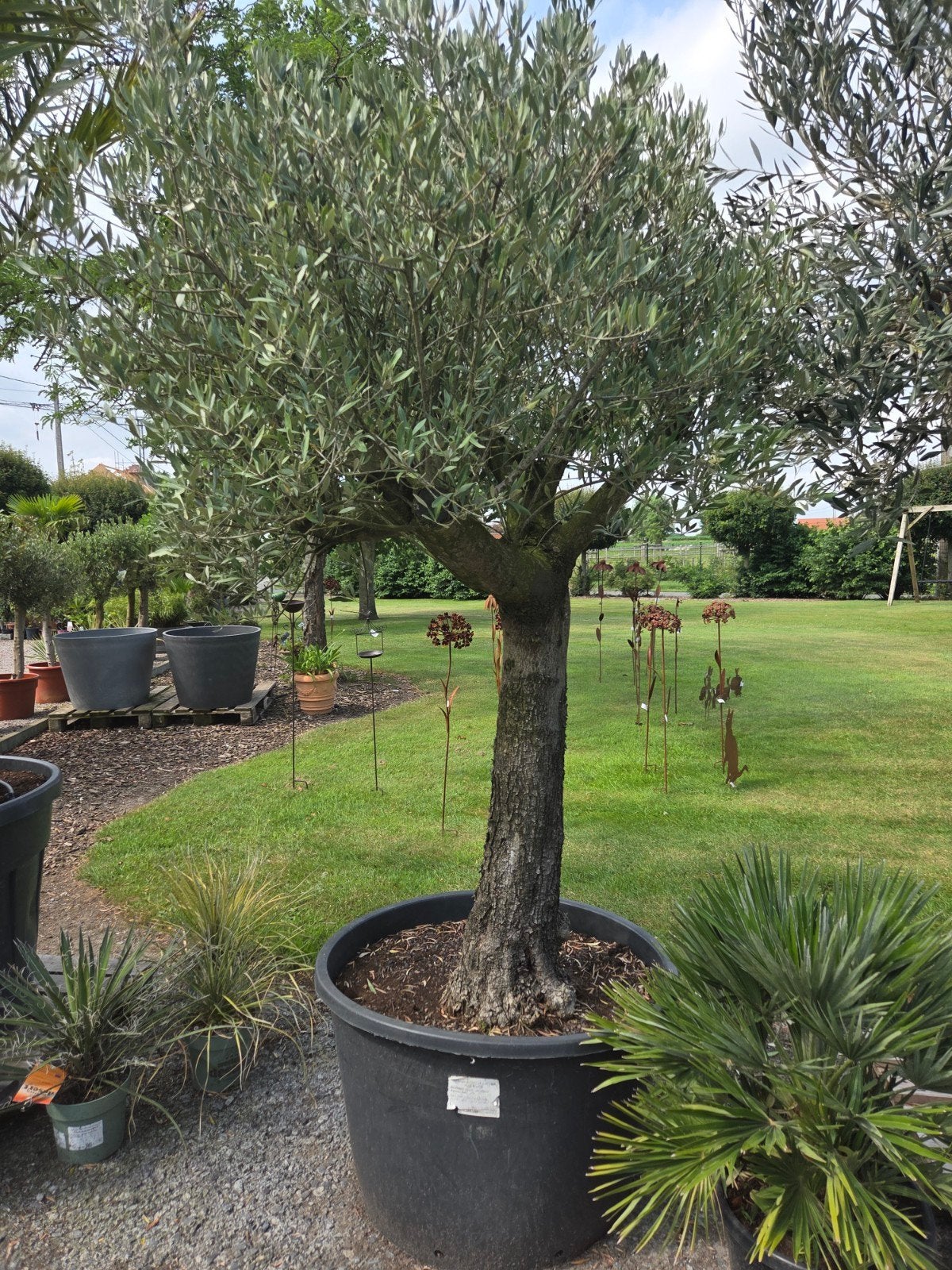 Olijfboom Olea Europaea, Tuin en Terras, Planten | Bomen, Ophalen, Olijfboom