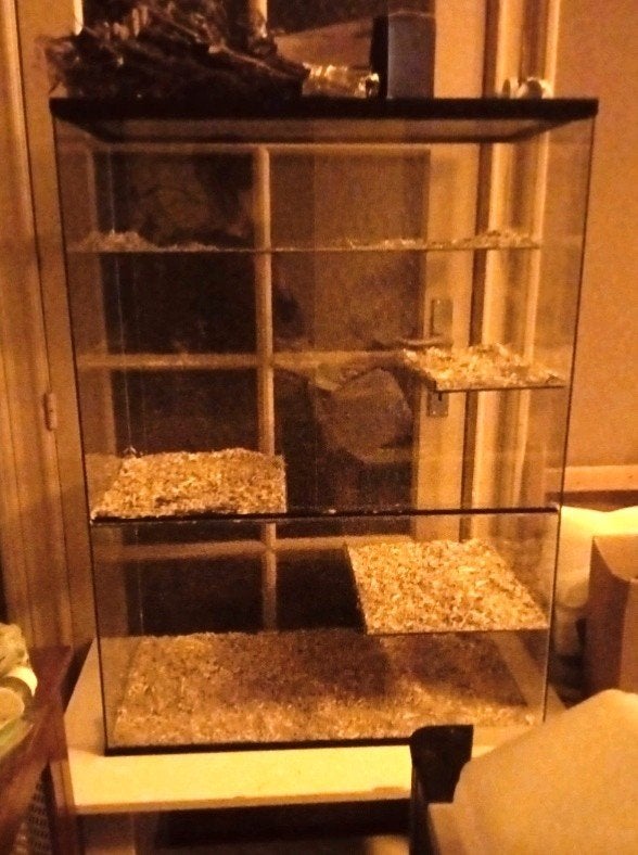 Terrarium/Vivarium de la marque queenies en très bon état, Comme neuf