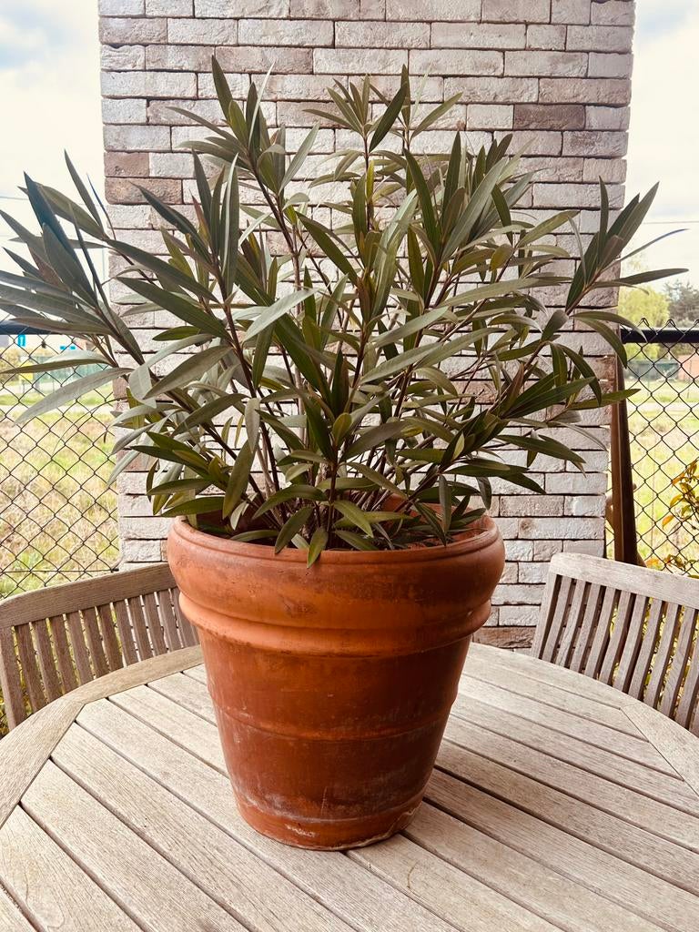 Terracotta bloempot vorstvrij 41x39cm met oleander, Ophalen, Gebruikt, Terracotta