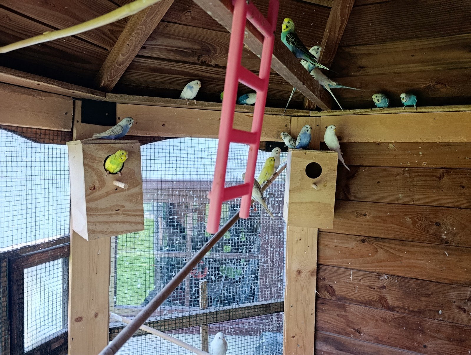 Grasparkieten en agapornis
