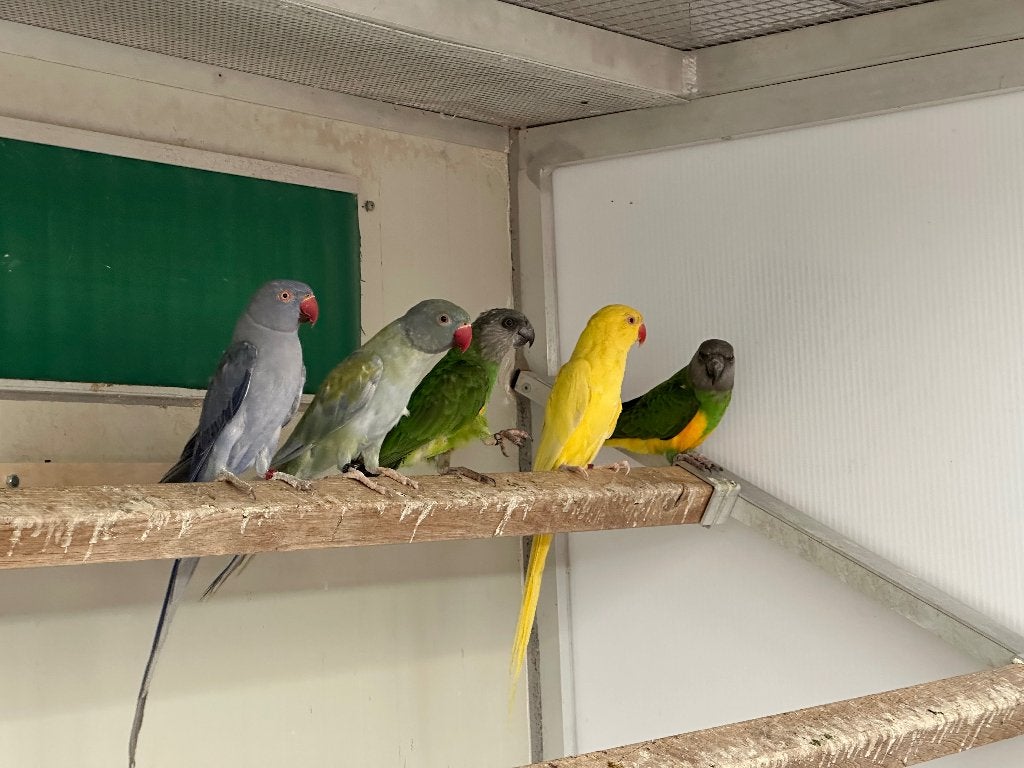 Bonte boeren / Halsbanders/ Meyer, Dieren en Toebehoren, Vogels | Parkieten en Papegaaien