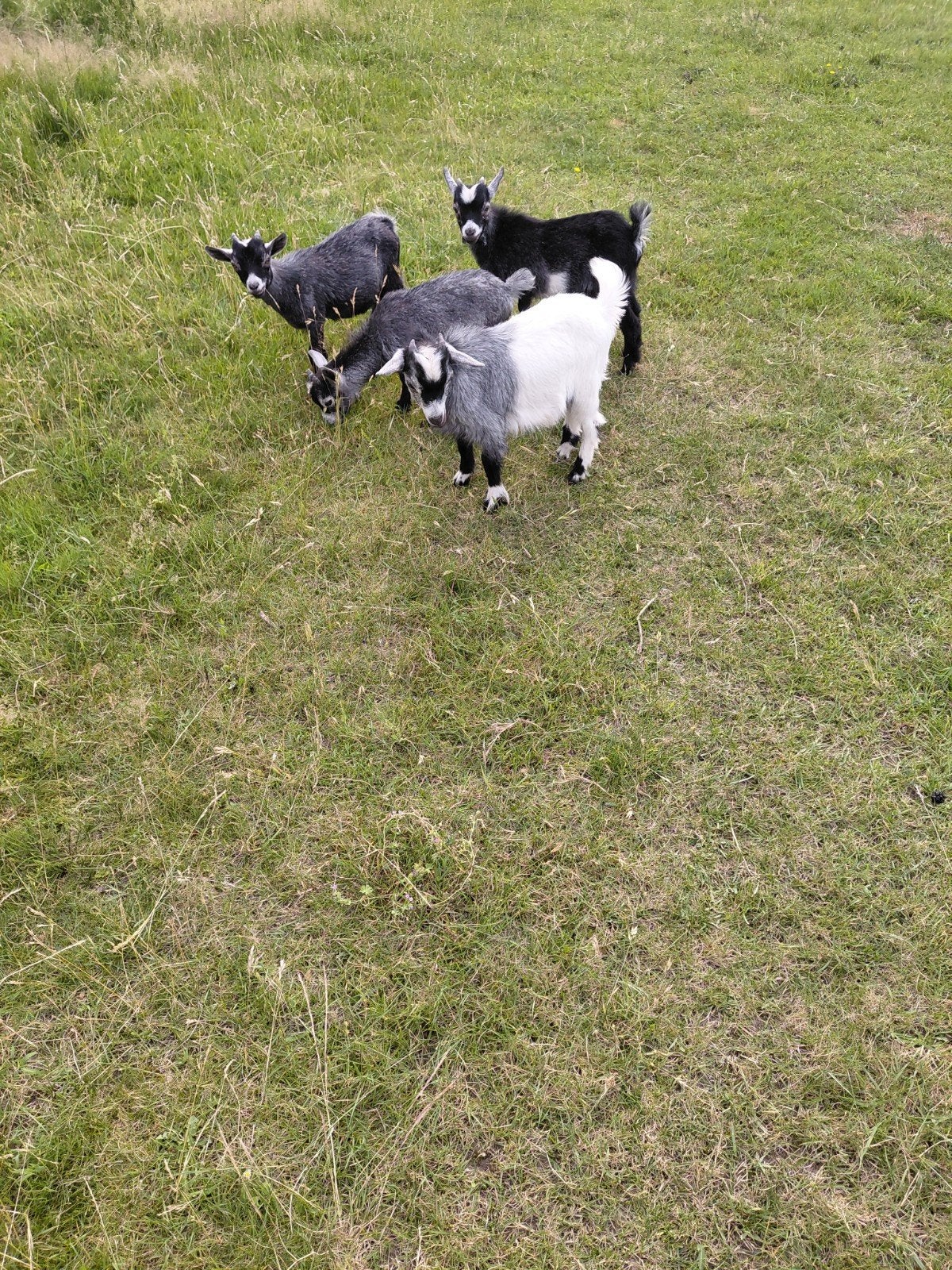 Dwerggeitjes, Dieren en Toebehoren
