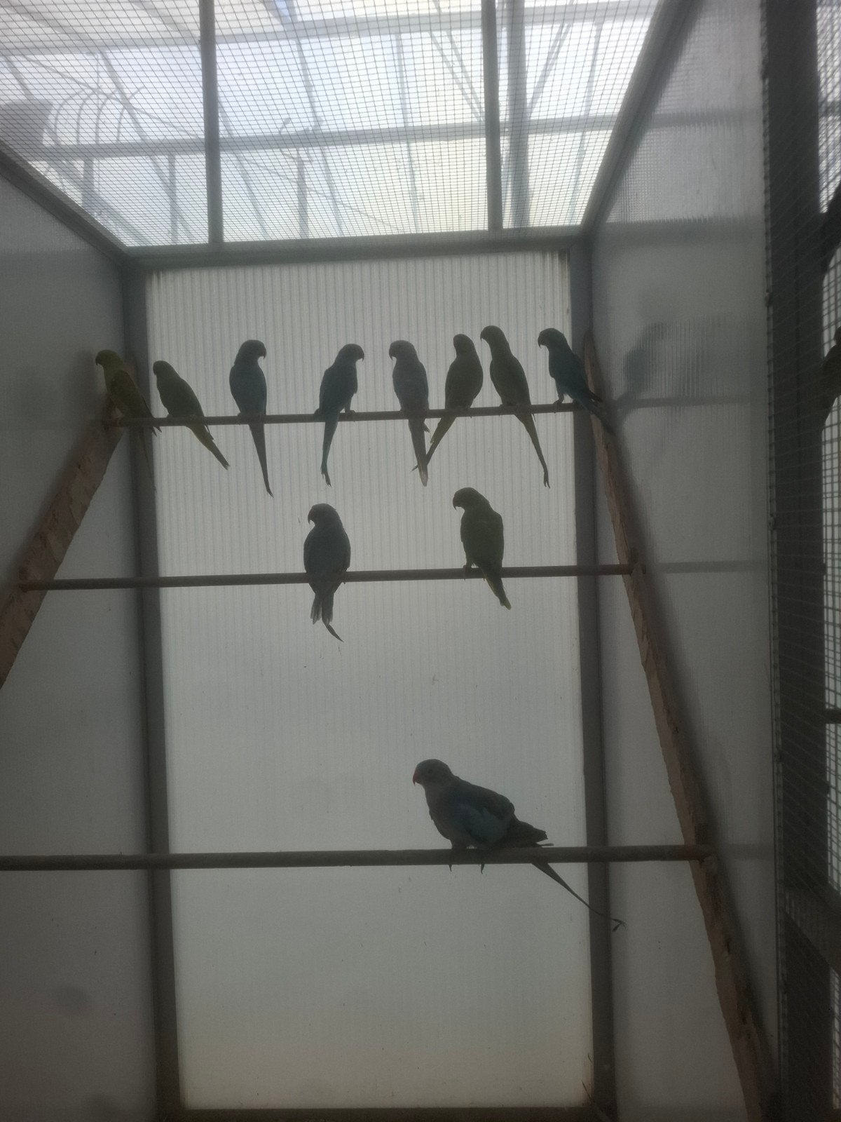 Bergparkieten grote parkieten, prachtige vogels, Plusieurs animaux, Perruche