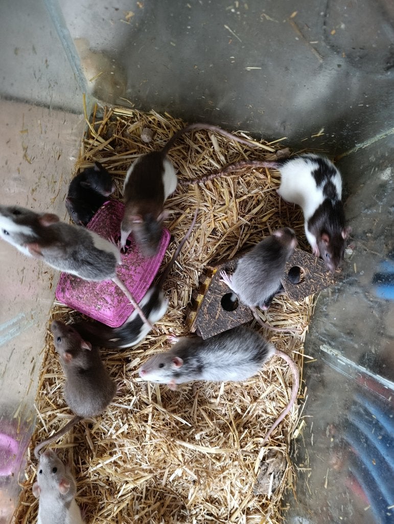 Rat, Animaux & Accessoires, Autres espèces, Domestique, 0 à 2 ans