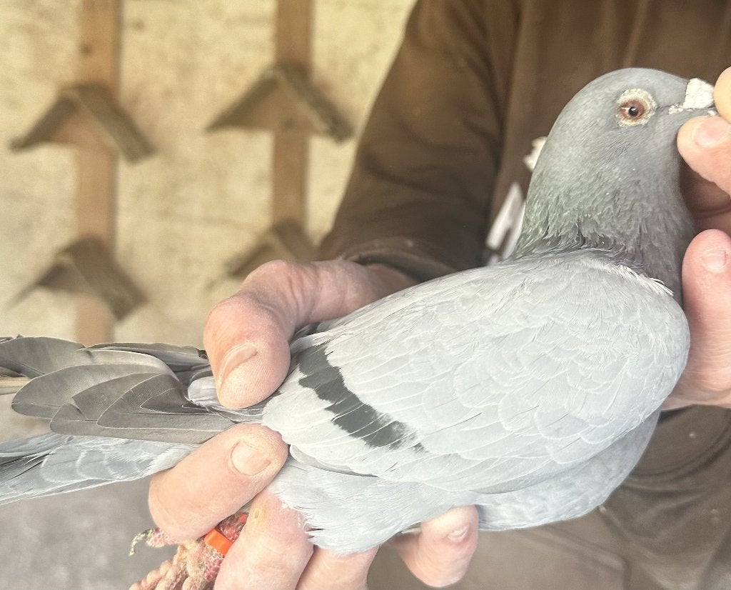 Bewezen kweekduiven, Femelle, Pigeon voyageur