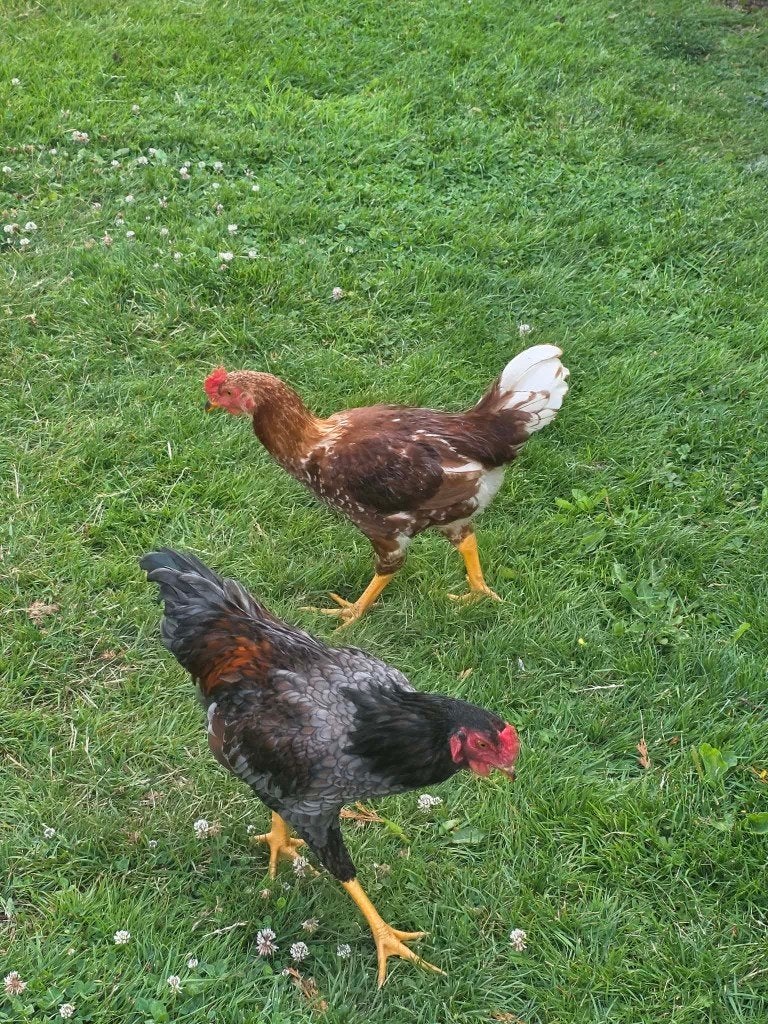 5 haantjes, Indian Game haan gekruisd met wyndottekriel, Mannelijk, Kip