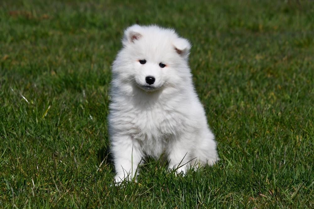 Chiot samoyède à vendre (femelle), Animaux & Accessoires, Chiens | Huskys, Loulous & Types primitifs, Belgique, Un chien, Hépatite contagieuse (maladie de Rubarth)