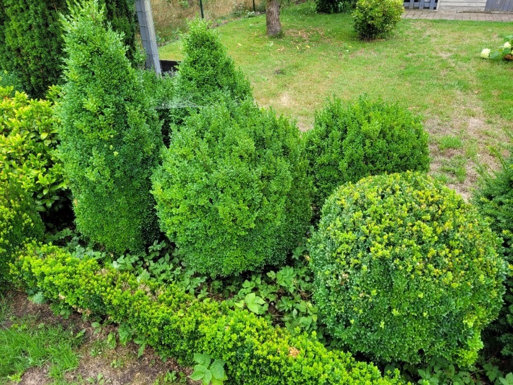 buxus, Ophalen, Buxus