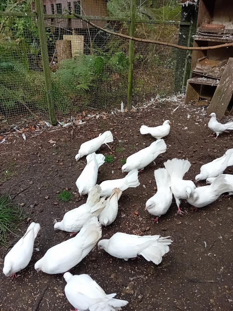 Witte pauwstaart, Dieren en Toebehoren, Vogels | Duiven, Meerdere dieren, Overige soorten