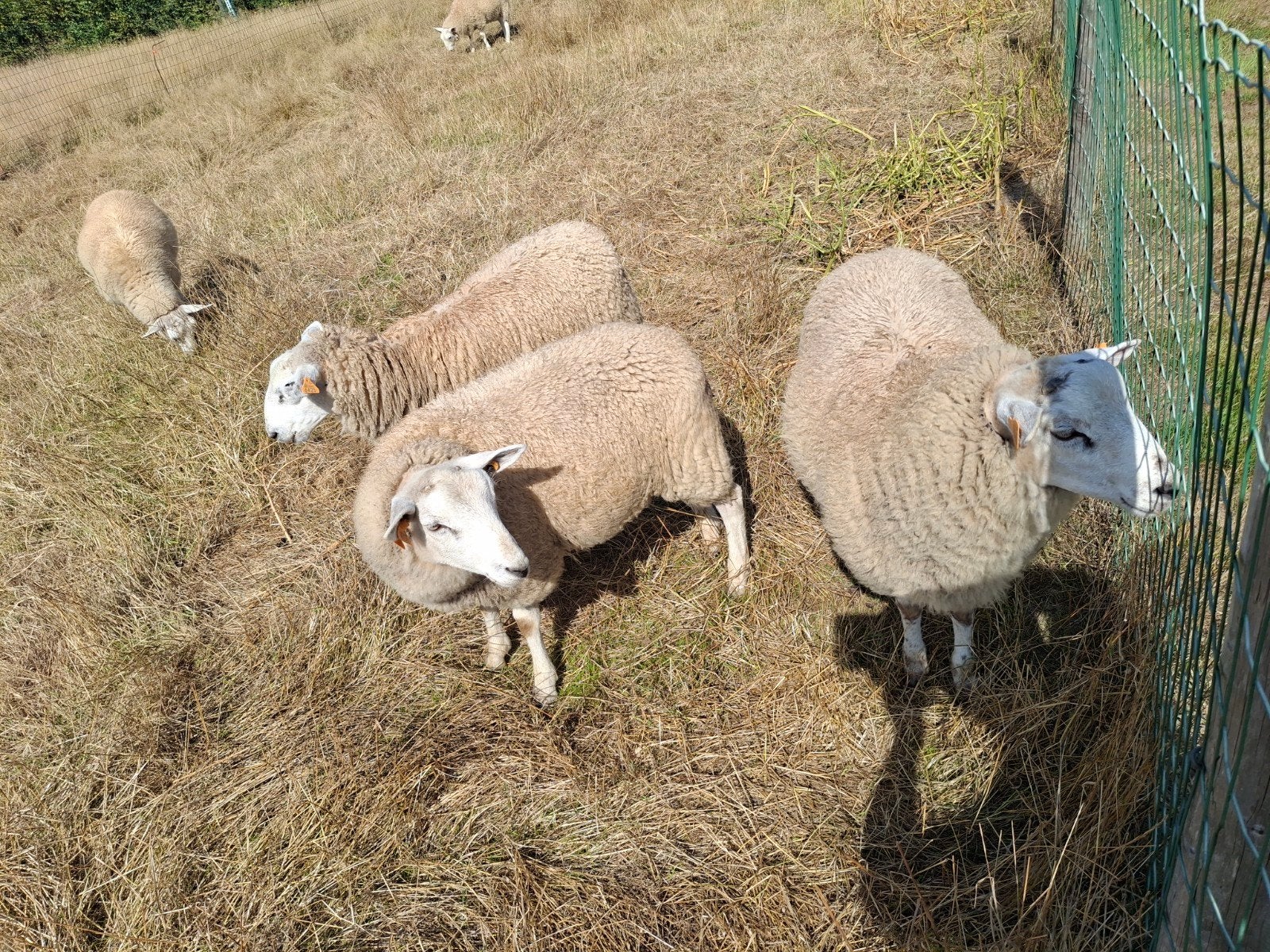 dekbok, Dieren en Toebehoren