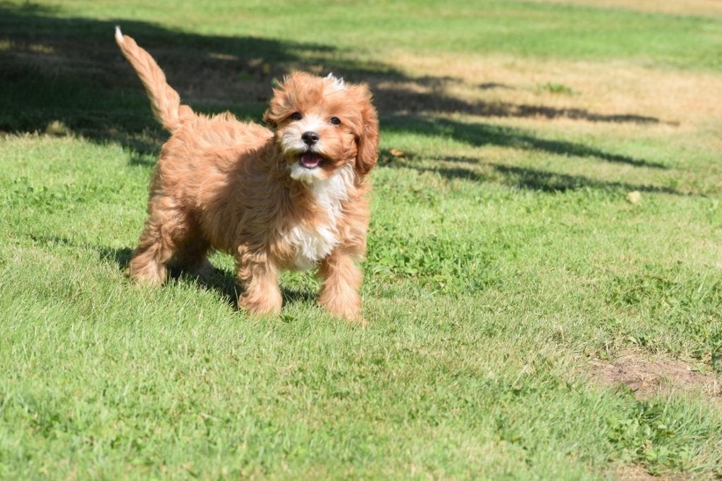 Nouveau nid pour chiots Cavapoo, Animaux & Accessoires, 15 semaines à 1 an, Maladie de Carré (chiens), Éleveur | Professionnel