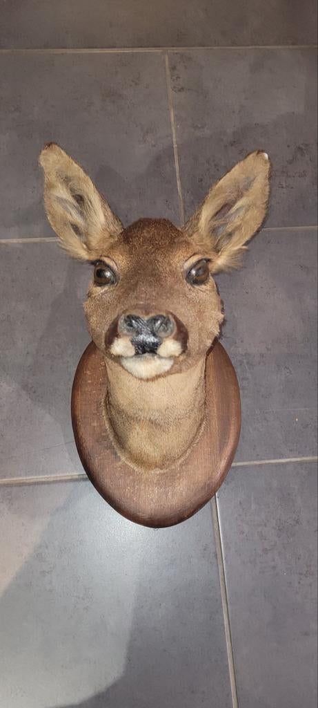 Tête de biche empaillé, Envoi
