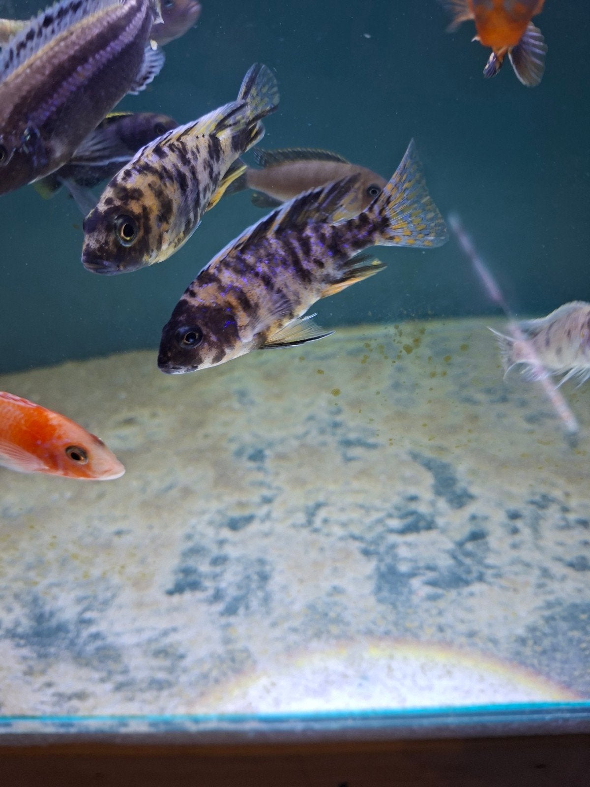 Cichlides malawi aulonocara ob, Animaux & Accessoires, Poissons | Poissons d'aquarium