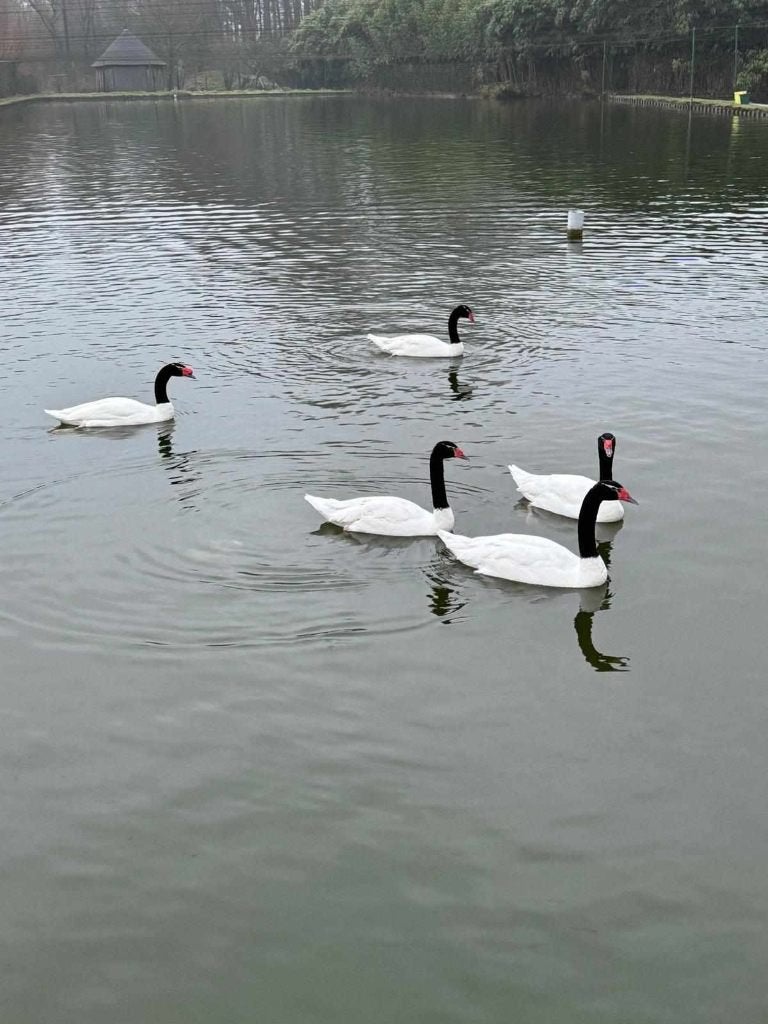 zwarthals zwaan, Dieren en Toebehoren, Maart, Vrouwelijk