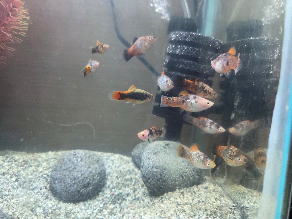 Plattys, Poisson, Poisson d'eau douce