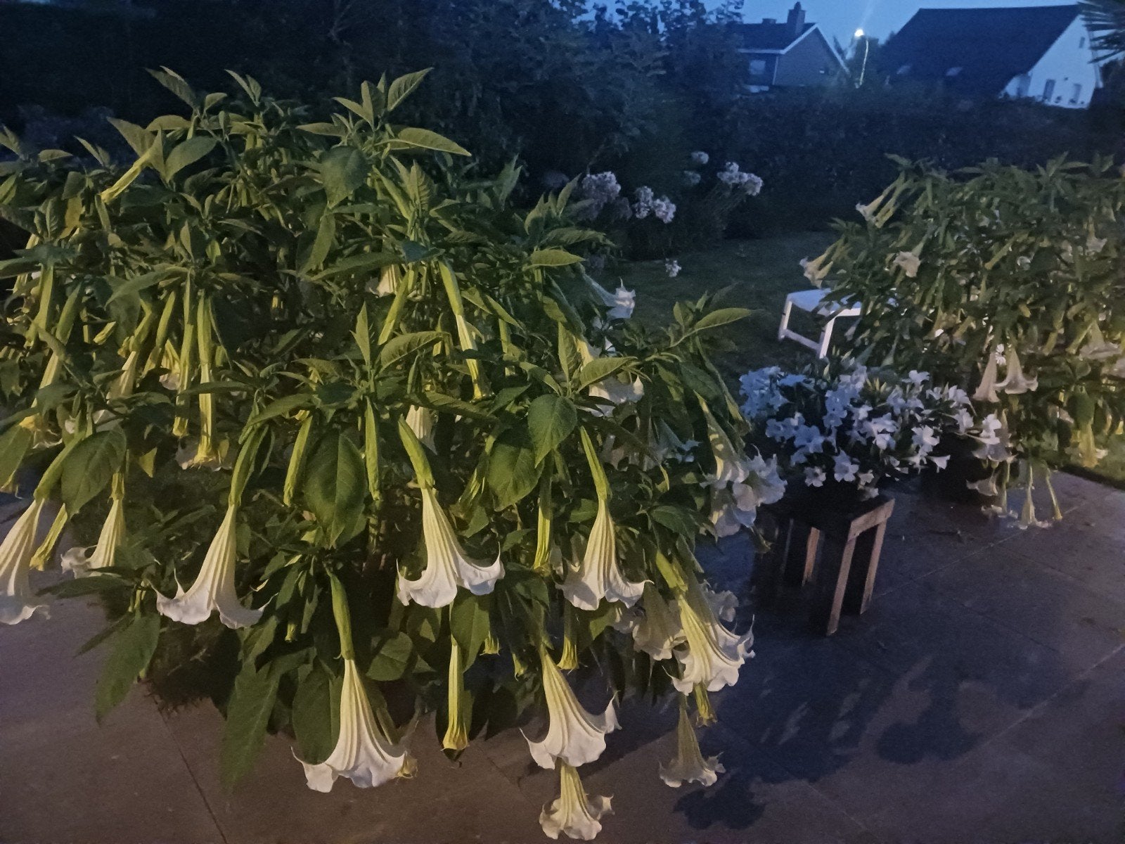 Brugmansia scheuten ongeveer 60 cm hoogte, Tuin en Terras, Ophalen of Verzenden