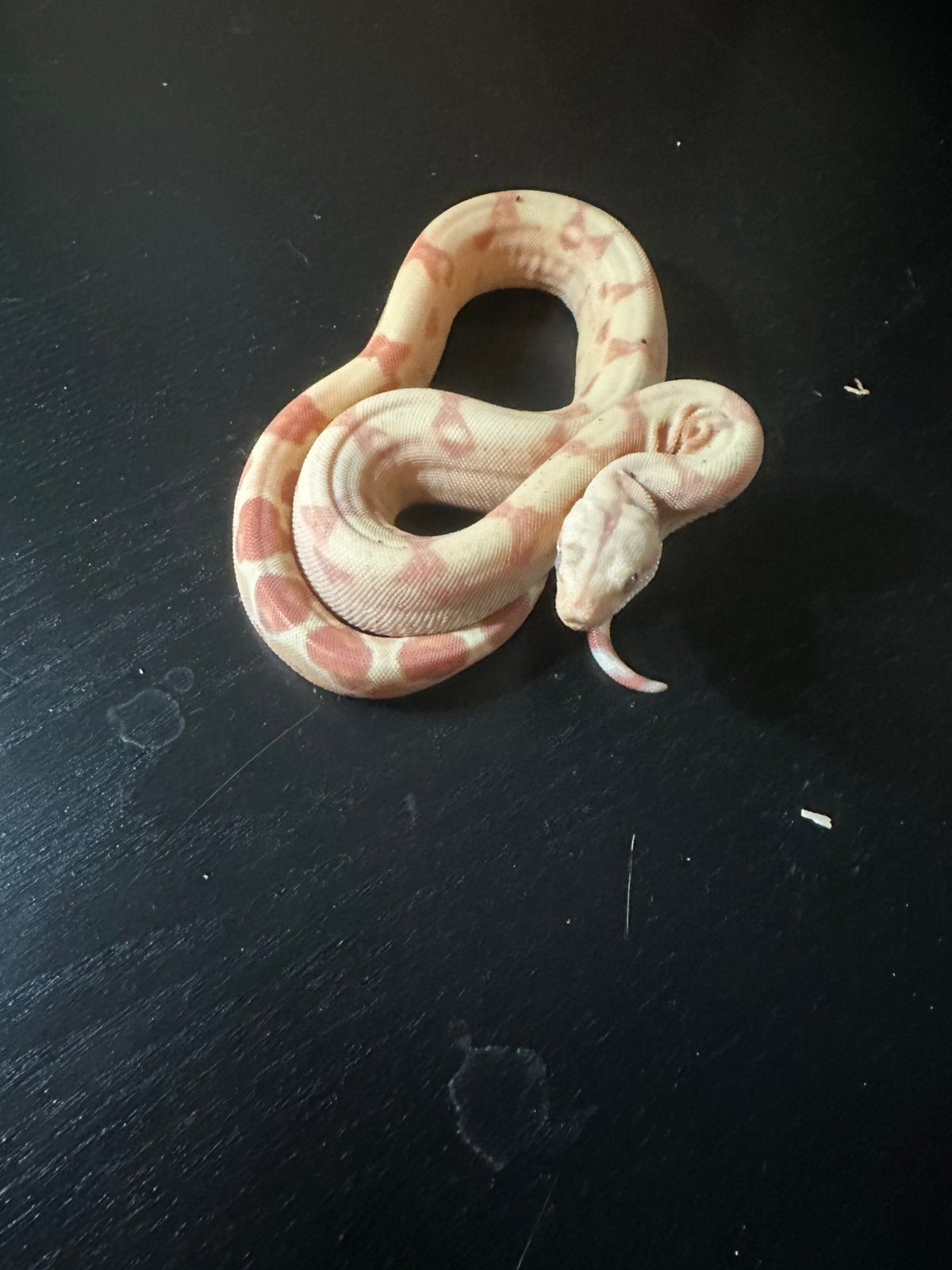 Boa constrictor, Dieren en Toebehoren, Reptielen en Amfibieën