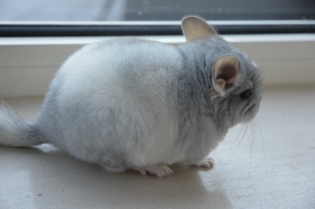 chinchilla's verschillende kleuren, Chinchilla, Mâle, Domestique, Avril