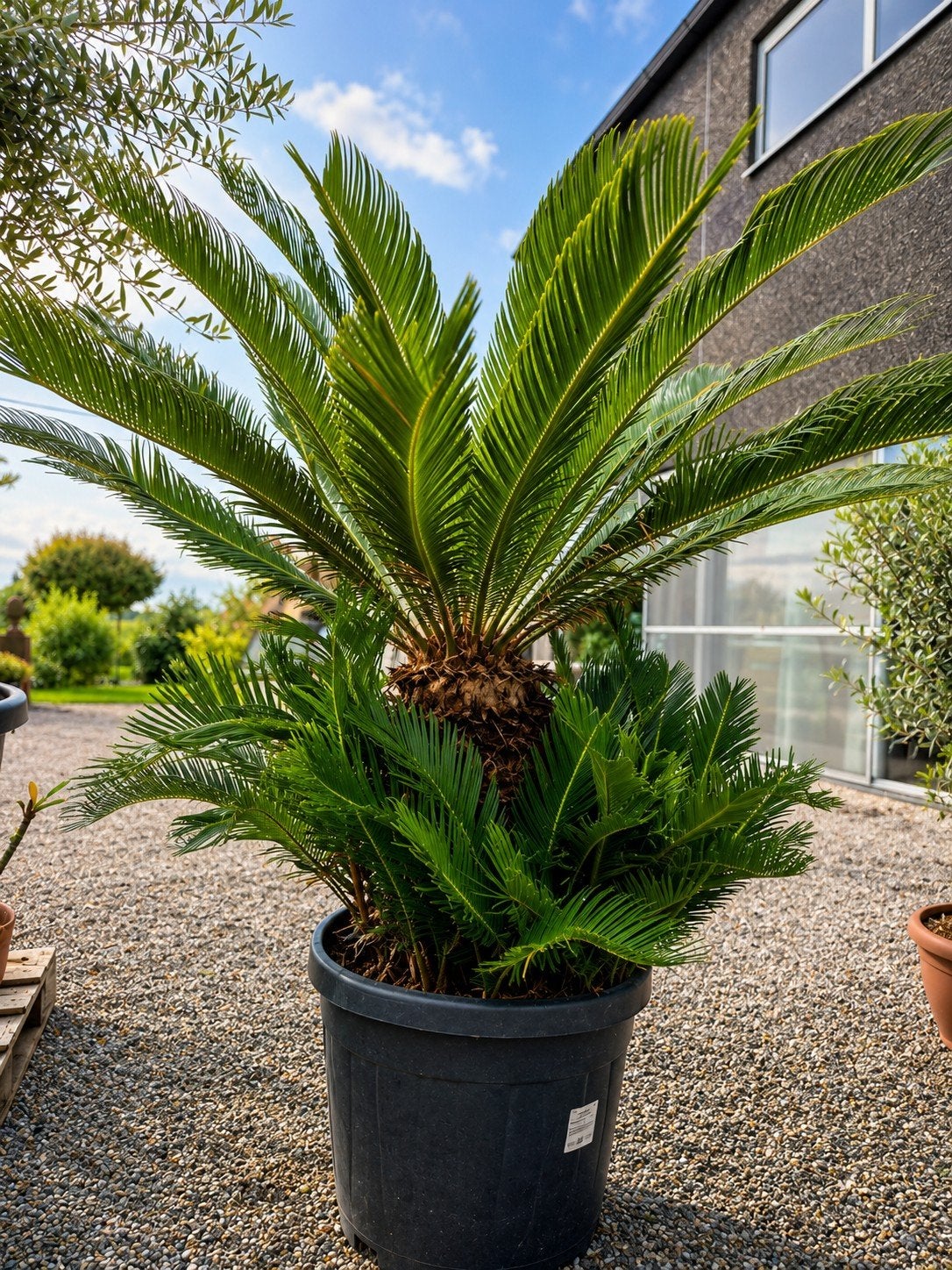 Cycas Revoluta - Vredespalm cadeautip vaderdag, Tuin en Terras, Planten | Tuinplanten, Ophalen