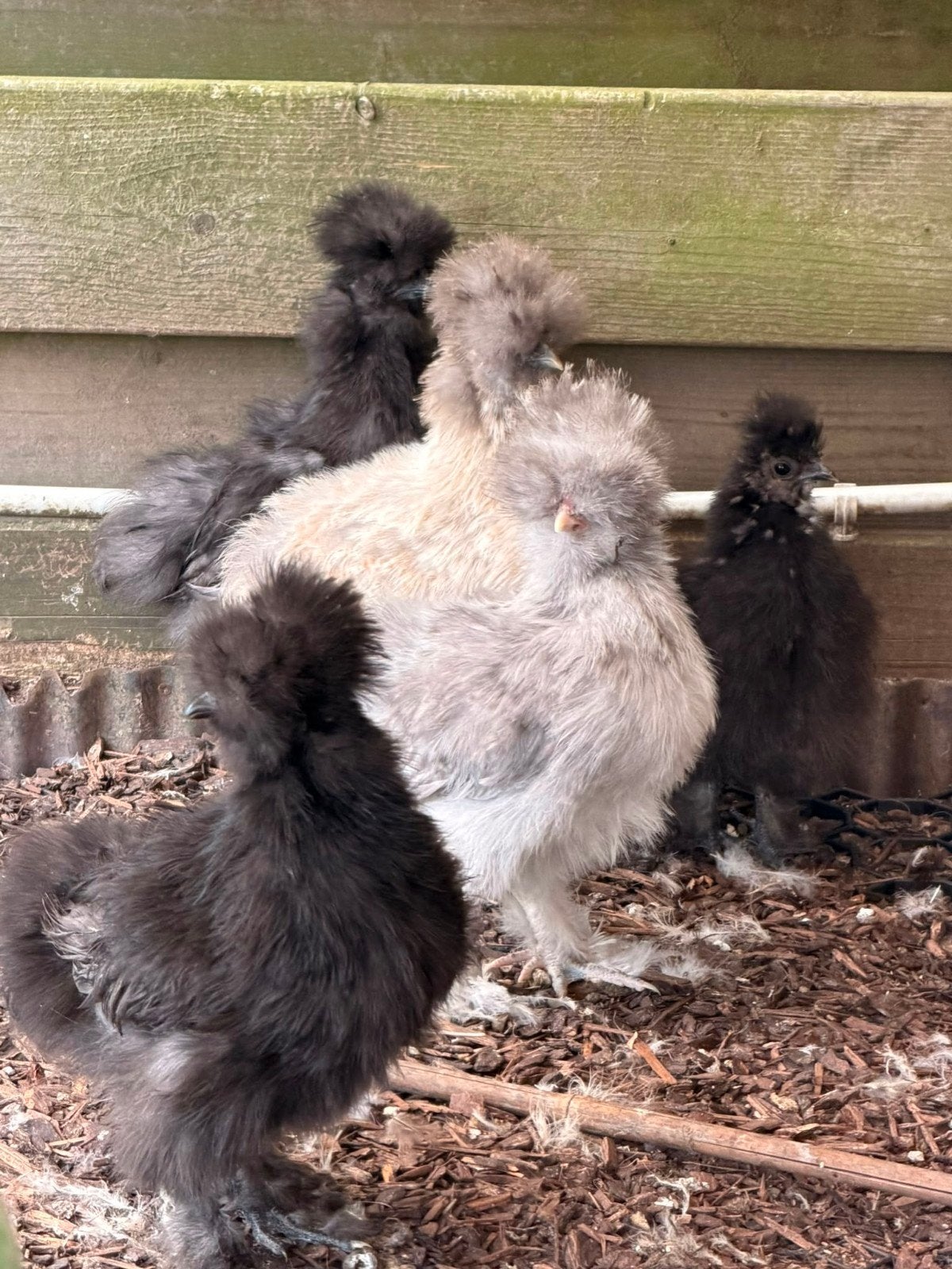 Zijdehoenders beschikbaar, Dieren en Toebehoren
