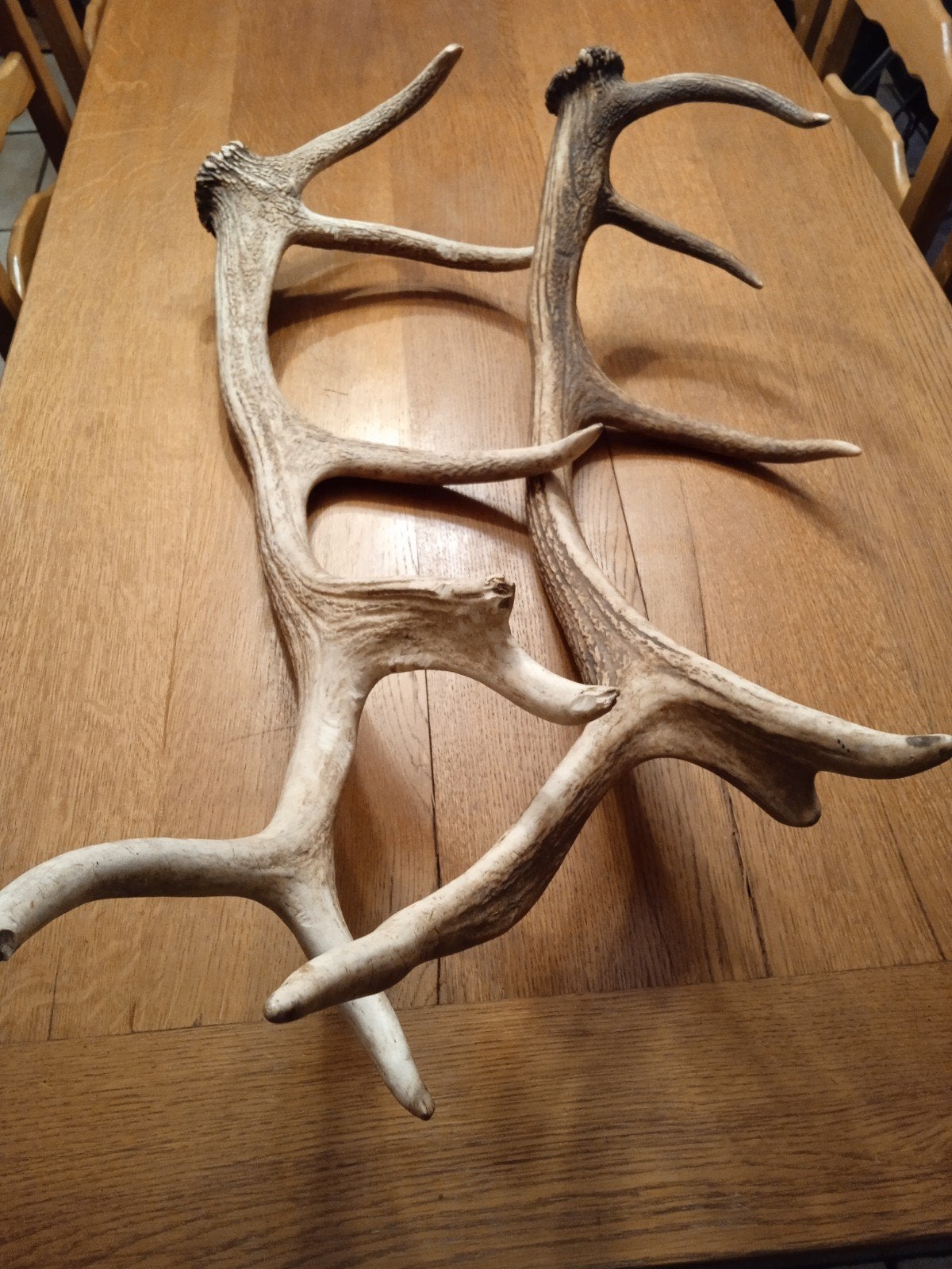deux grands bois de cerf, Collections, Collections Animaux, Enlèvement ou Envoi, Cerf