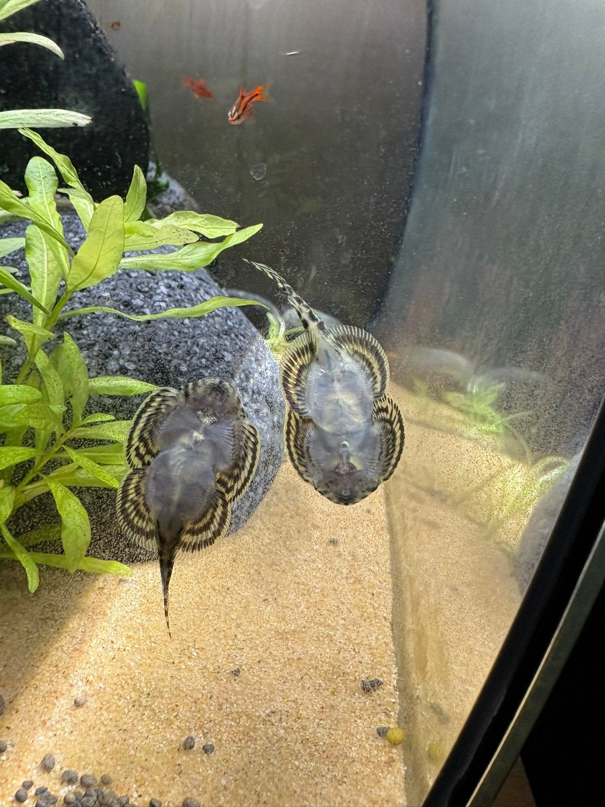2 hillstream loaches, Dieren en Toebehoren, Vis, Zoetwatervis, Schoolvis
