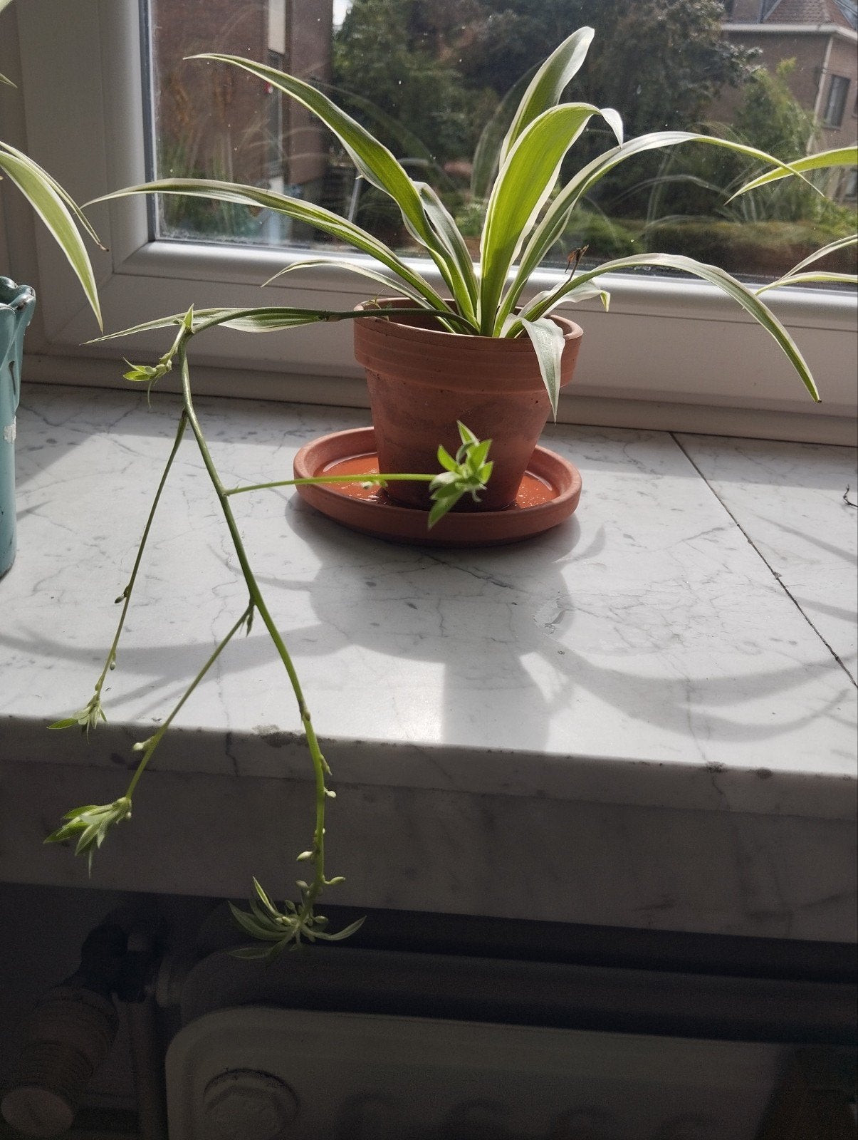 Plante araignée, Jardin & Terrasse, Enlèvement