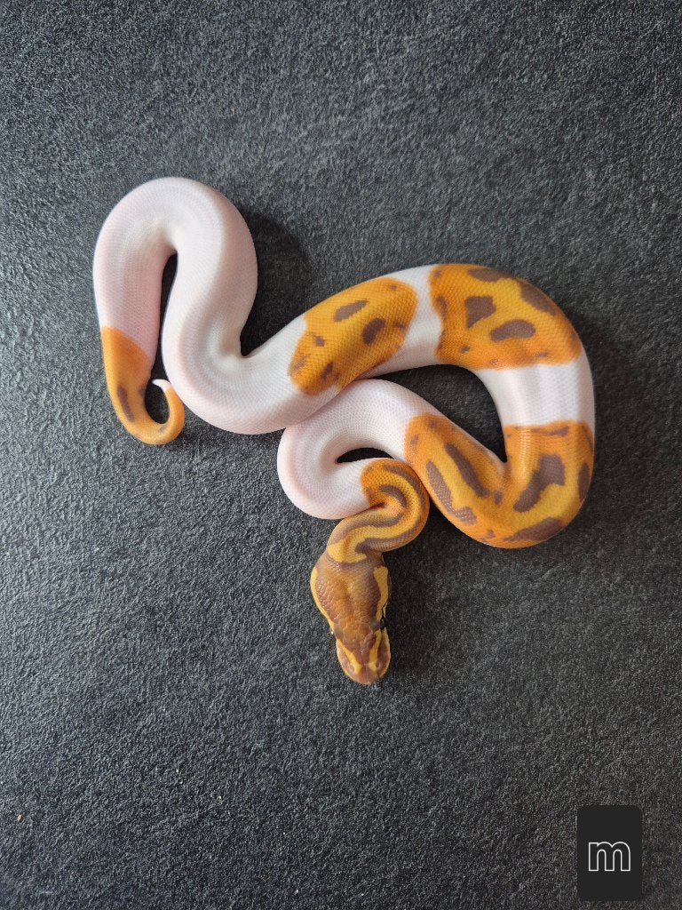 Ultramel pied 50% het clown Ball Python - unknown for sale from Thomas