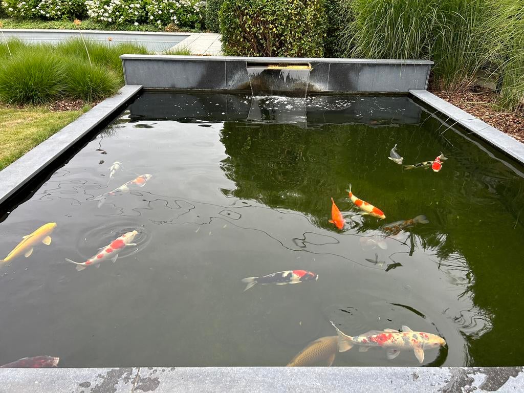 Particuliere hobbyliefhebber zoekt nog grote japanse koi’s, Dieren en Toebehoren, Vissen | Vijvervissen, Karper of Koi
