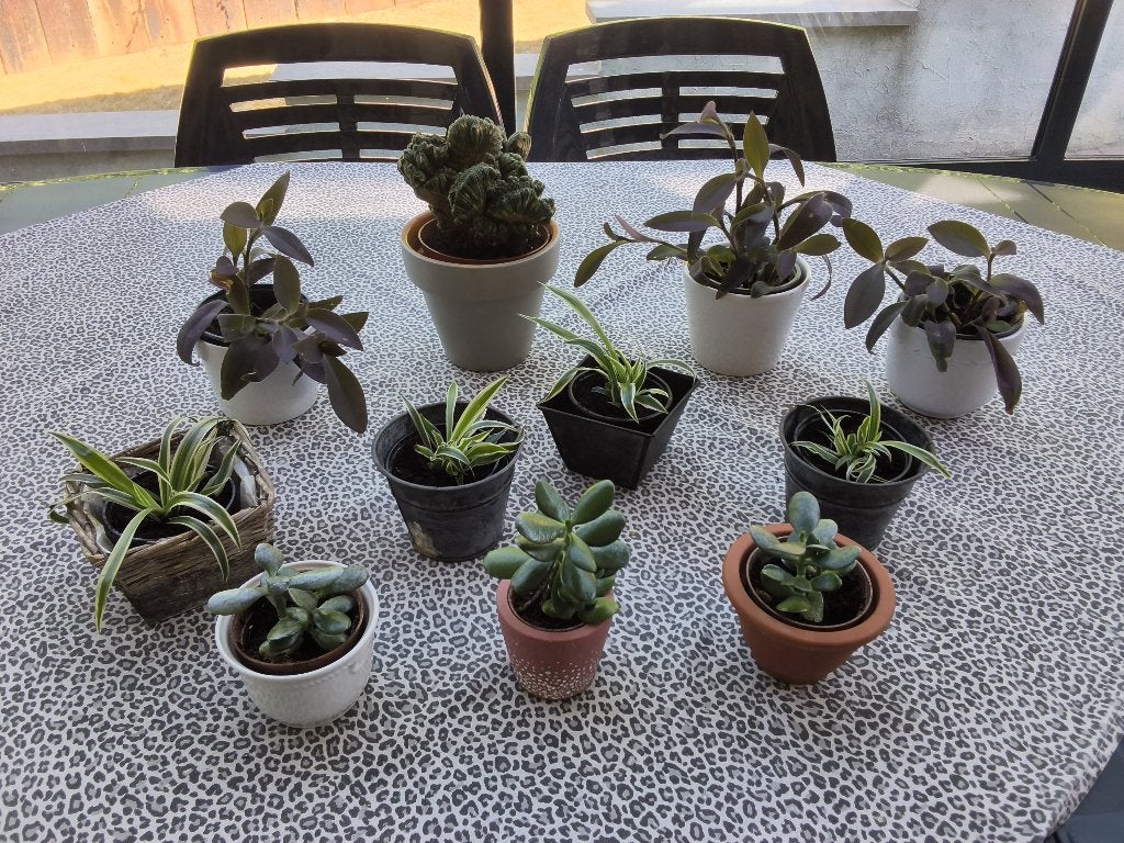 Kamerplanten/Misery/Chlorophytum/Crassula ovata/..., Huis en Inrichting, Kamerplanten, Ophalen, In pot