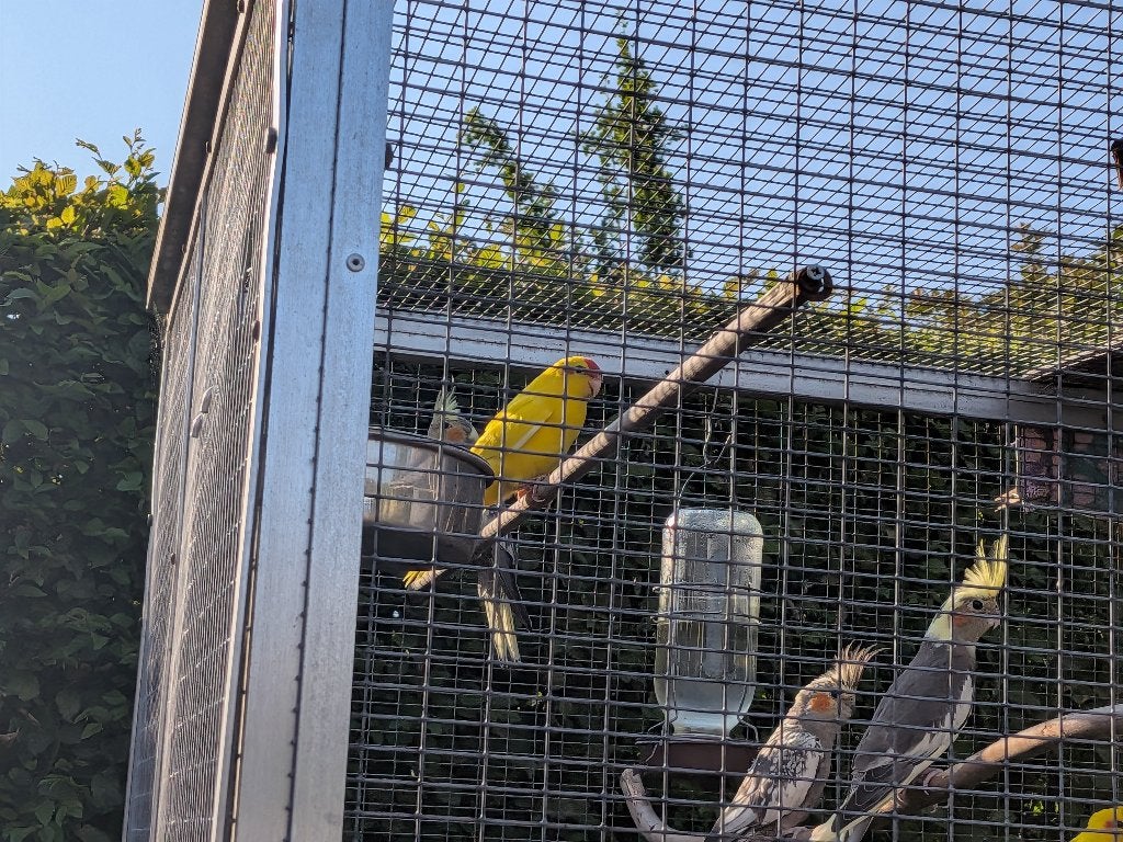 Kakariki, Dieren en Toebehoren, Geslacht onbekend